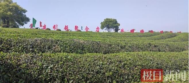 有关于“一片小叶”渐成“大产业”，首届阳新茶艺节今日开幕的资讯(1)