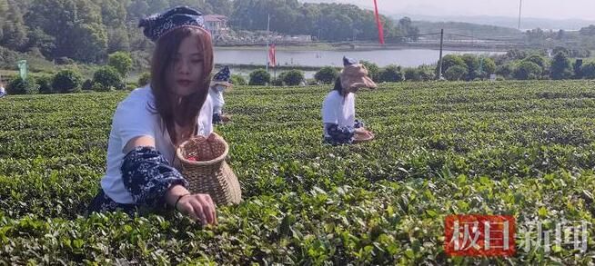 有关于“一片小叶”渐成“大产业”，首届阳新茶艺节今日开幕的资讯(2)