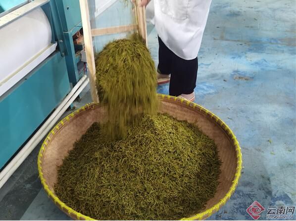 关于昭通镇雄罗坎镇：春茶采摘忙 群众增收乐的资讯(3)