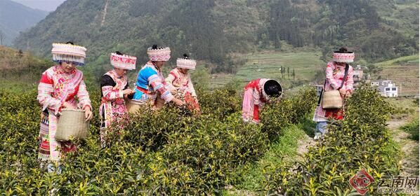 关于昭通镇雄罗坎镇：春茶采摘忙 群众增收乐的资讯(1)