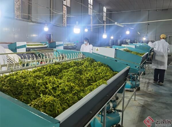 关于昭通镇雄罗坎镇：春茶采摘忙 群众增收乐的资讯(2)