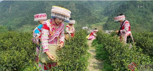 关于昭通镇雄罗坎镇：春茶采摘忙 群众增收乐的资讯