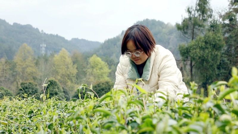 关于土溪镇：干部变身网络主播 有机茶园里“云吆喝”的资讯(2)