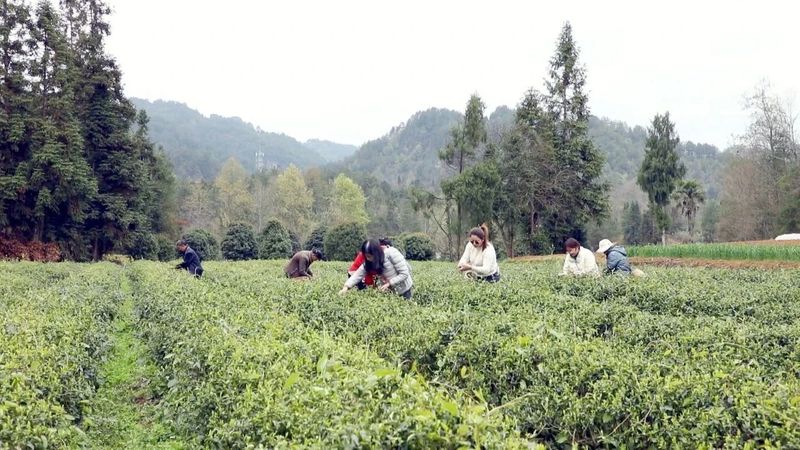 关于土溪镇：干部变身网络主播 有机茶园里“云吆喝”的资讯(1)