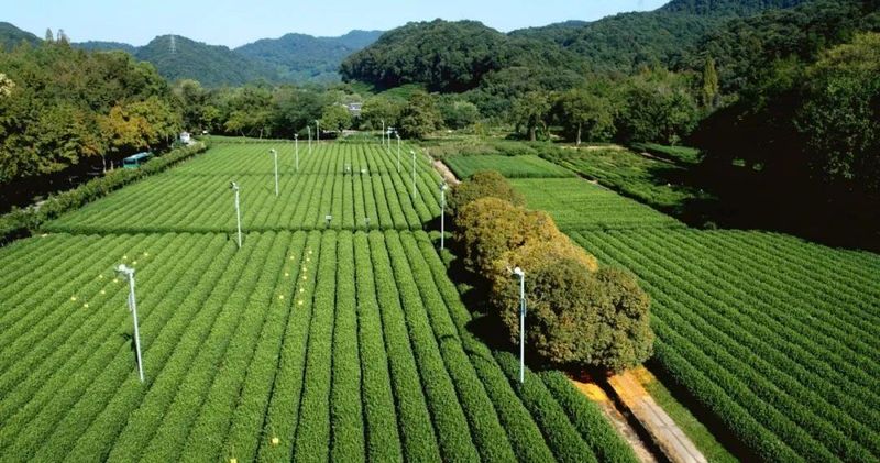 有关于陈永昊等，西湖龙井茶传统制作技艺的重要价值与前进方向的相关内容(5)