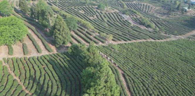 关于云龙宝丰乡：春茶采摘季 满园茶飘香的消息(1)