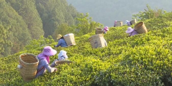 关于云龙宝丰乡：春茶采摘季 满园茶飘香的消息(3)