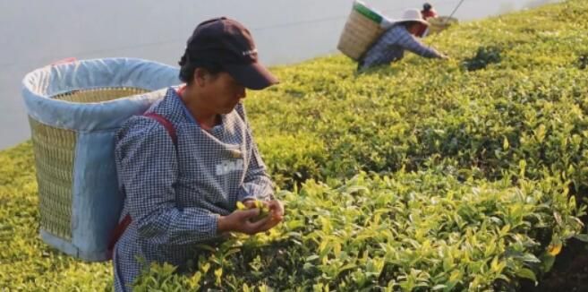 关于云龙宝丰乡：春茶采摘季 满园茶飘香的消息(6)