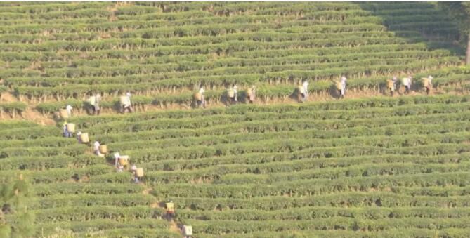 关于云龙宝丰乡：春茶采摘季 满园茶飘香的消息(12)