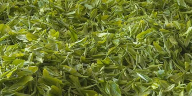 关于云龙宝丰乡：春茶采摘季 满园茶飘香的消息(8)