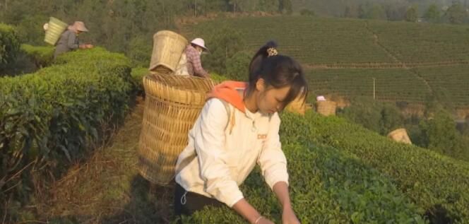 关于云龙宝丰乡：春茶采摘季 满园茶飘香的消息(5)