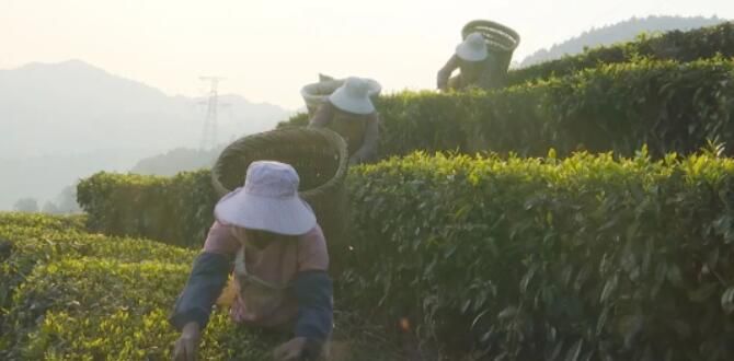 关于云龙宝丰乡：春茶采摘季 满园茶飘香的消息(4)