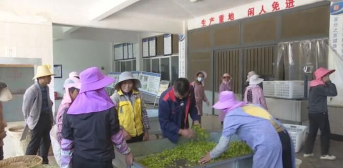 关于云龙宝丰乡：春茶采摘季 满园茶飘香的消息(9)