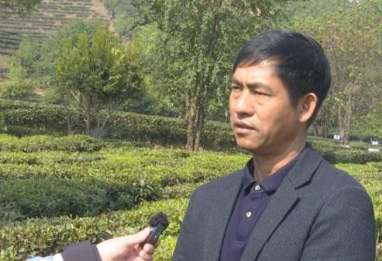 关于云龙宝丰乡：春茶采摘季 满园茶飘香的消息(14)