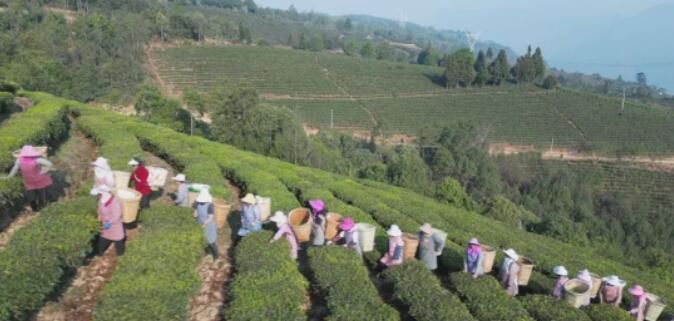 关于云龙宝丰乡：春茶采摘季 满园茶飘香的消息(2)