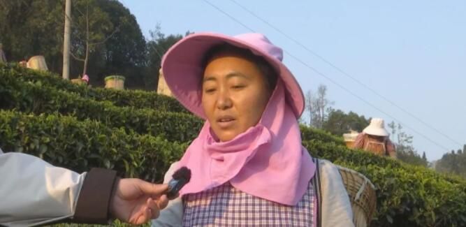 关于云龙宝丰乡：春茶采摘季 满园茶飘香的消息(7)