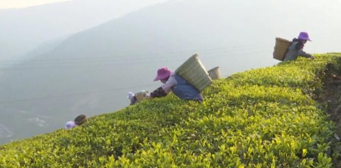 关于云龙宝丰乡：春茶采摘季 满园茶飘香的消息