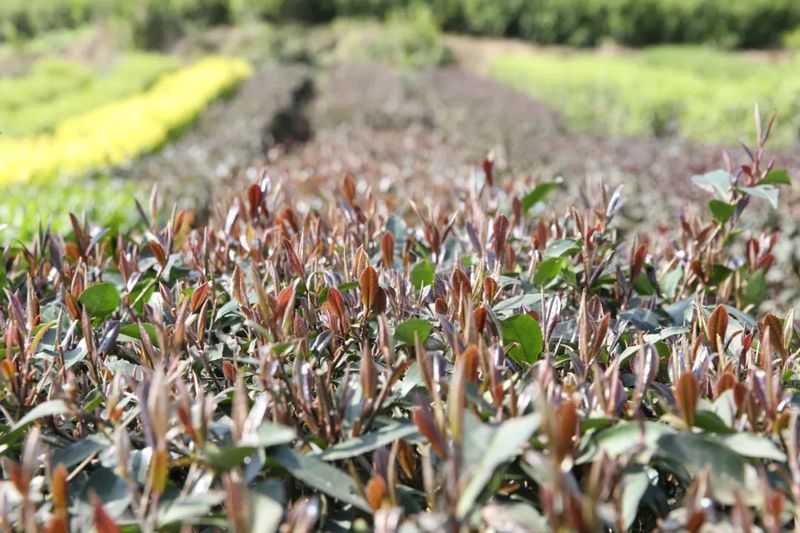 关于沐川：深耕“一叶茶” 走特色振兴路的内容(2)