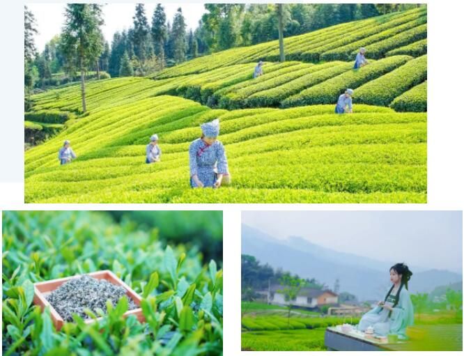 关于沐川：深耕“一叶茶” 走特色振兴路的内容(1)