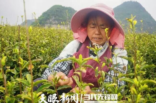 有关于贞丰县对门山村：群众采茶忙的相关内容(2)