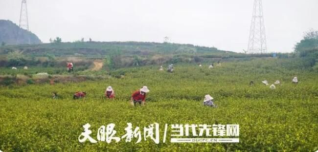 有关于贞丰县对门山村：群众采茶忙的相关内容