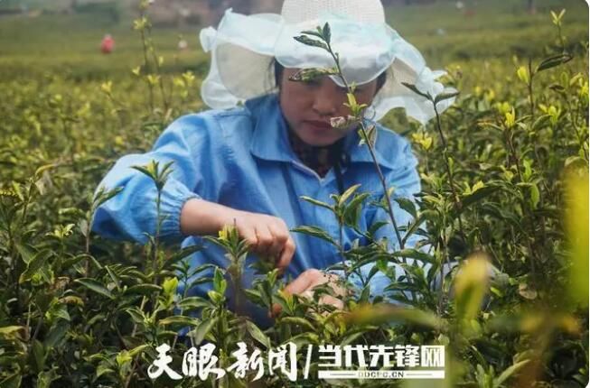 有关于贞丰县对门山村：群众采茶忙的相关内容(1)