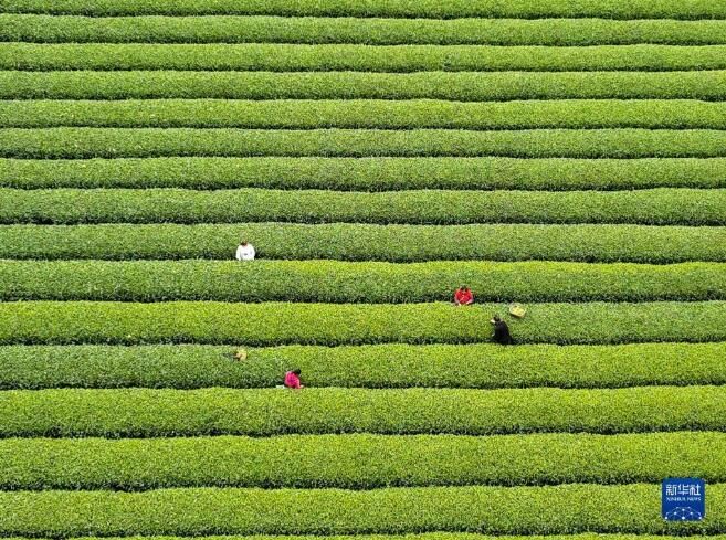 有关于福建南平市 春茶采制正当时的信息(5)