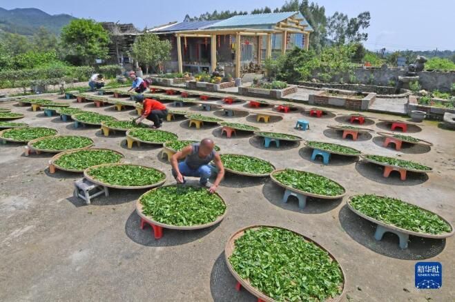 有关于福建南平市 春茶采制正当时的信息(1)