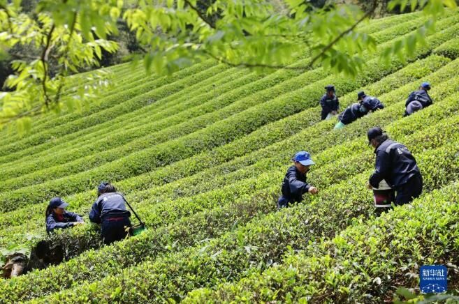 有关于福建南平市 春茶采制正当时的信息