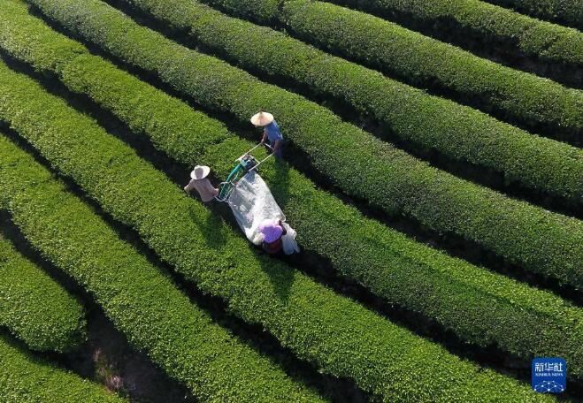有关于福建南平市 春茶采制正当时的信息(2)