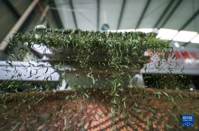 有关于福建南平市 春茶采制正当时的信息(3)