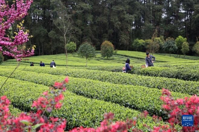 有关于福建南平市 春茶采制正当时的信息(4)