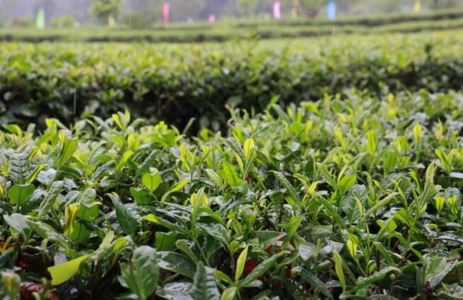 有关于韶关曲江罗坑镇：春茶飘香又一年，茶园万亩香满山的消息(1)