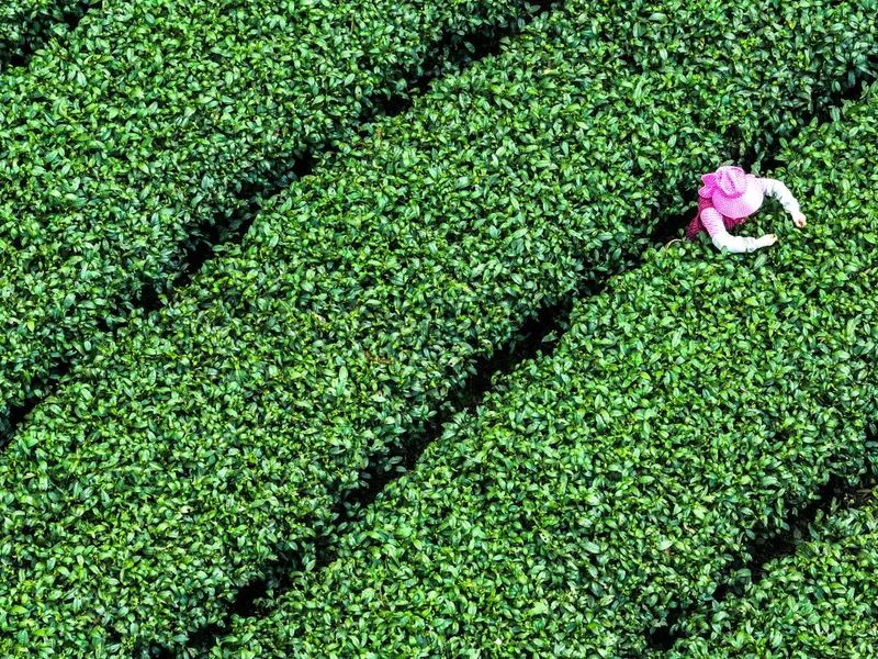 有关于“新茶饮”热潮兴起 湄潭茶“跨界破圈”的资讯(1)