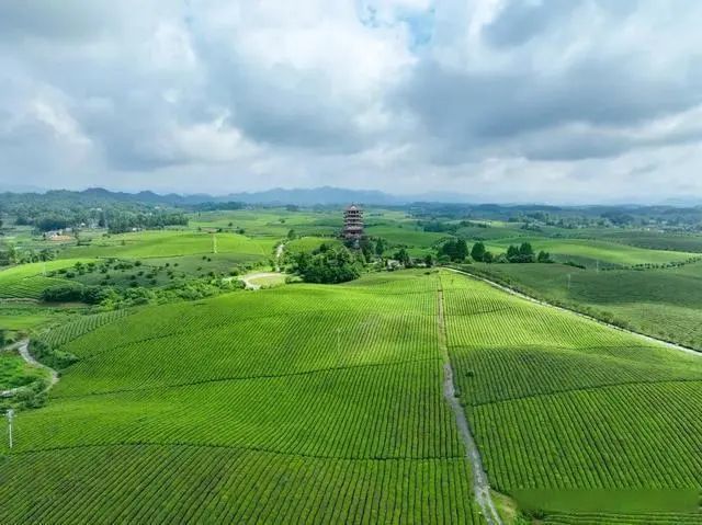 有关于“新茶饮”热潮兴起 湄潭茶“跨界破圈”的资讯