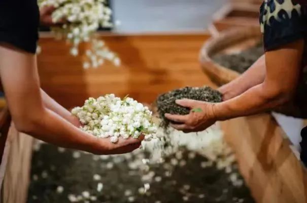 关于福建的这项世界非遗，茉莉花称得上“人间第一香”的内容(4)