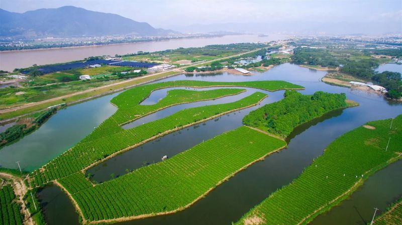 关于福建的这项世界非遗，茉莉花称得上“人间第一香”的内容(3)