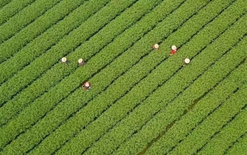 关于福建的这项世界非遗，茉莉花称得上“人间第一香”的内容(5)