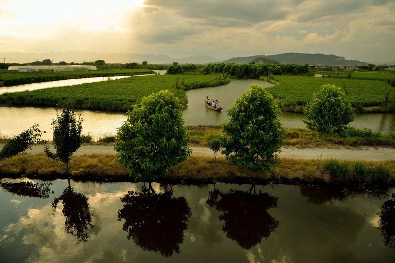 关于福建的这项世界非遗，茉莉花称得上“人间第一香”的内容(2)
