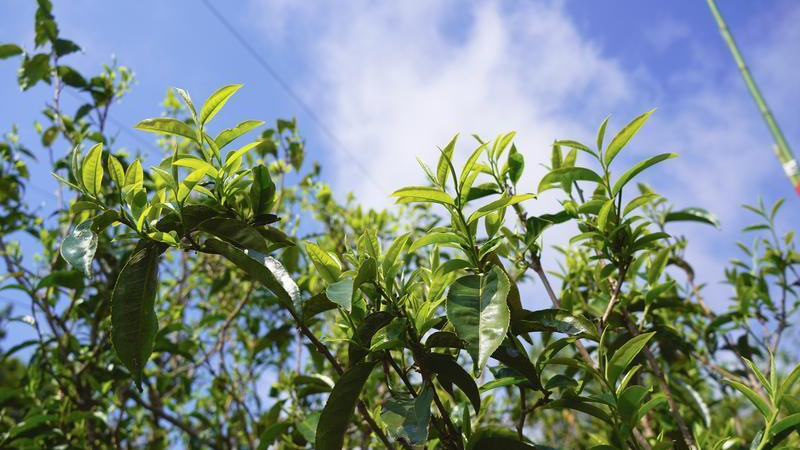 关于临沧镇康：悠悠马鞍山 春日采茶忙的相关信息(4)