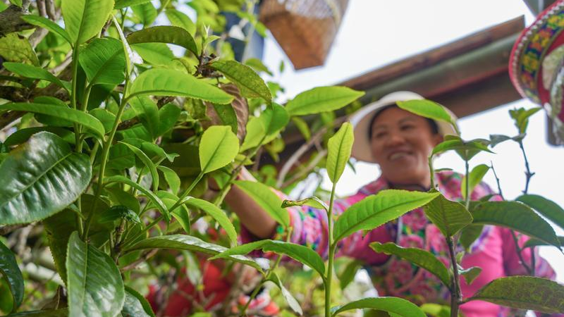 关于临沧镇康：悠悠马鞍山 春日采茶忙的相关信息(3)