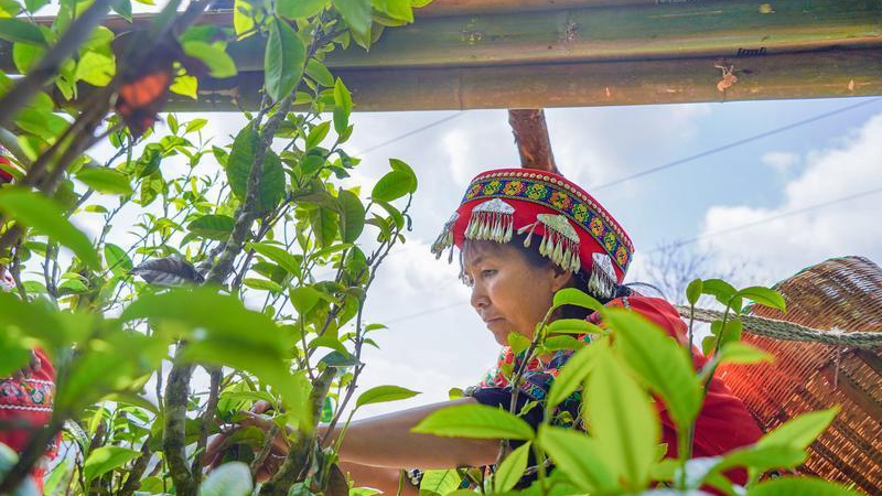 关于临沧镇康：悠悠马鞍山 春日采茶忙的相关信息(2)