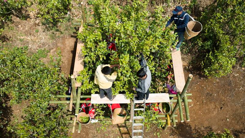 关于临沧镇康：悠悠马鞍山 春日采茶忙的相关信息(1)