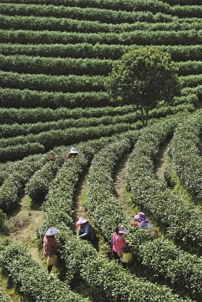 关于“状元三茶”今春亮相，泡好一杯中国茶的新闻(1)