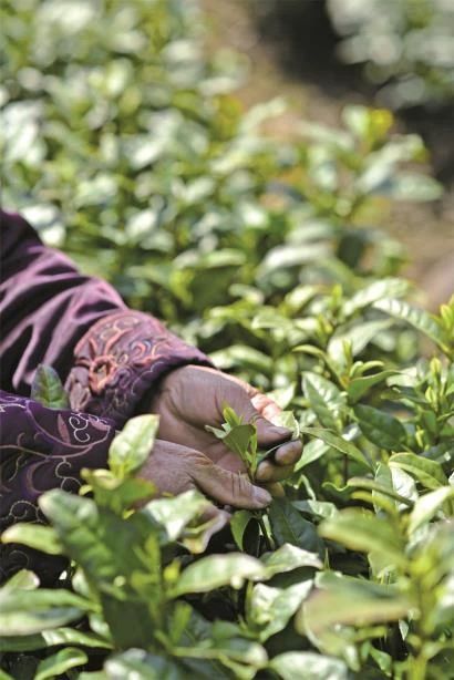 关于“状元三茶”今春亮相，泡好一杯中国茶的新闻