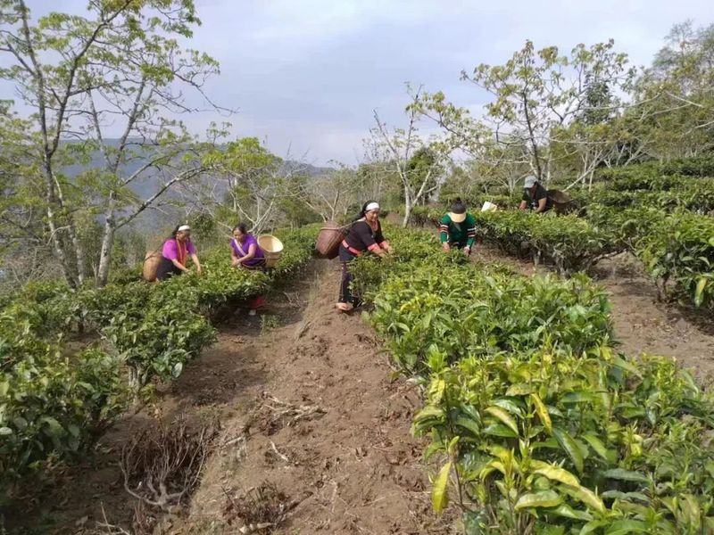 关于沧源：岩帅镇抢抓时节采春茶 万亩茶园盼增收的内容