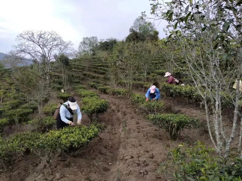 关于沧源：岩帅镇抢抓时节采春茶 万亩茶园盼增收的内容(3)