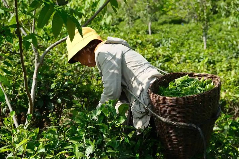 关于沧源：岩帅镇抢抓时节采春茶 万亩茶园盼增收的内容(2)