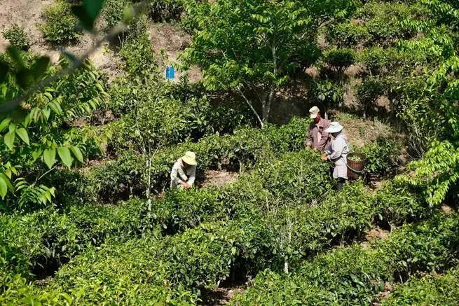 关于沧源：岩帅镇抢抓时节采春茶 万亩茶园盼增收的内容(1)