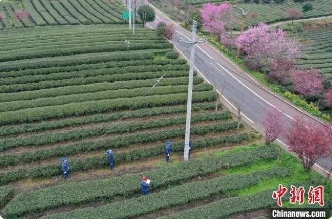 关于黔茶添香：电力赋能“中国富锌富硒有机茶之乡”的消息(1)